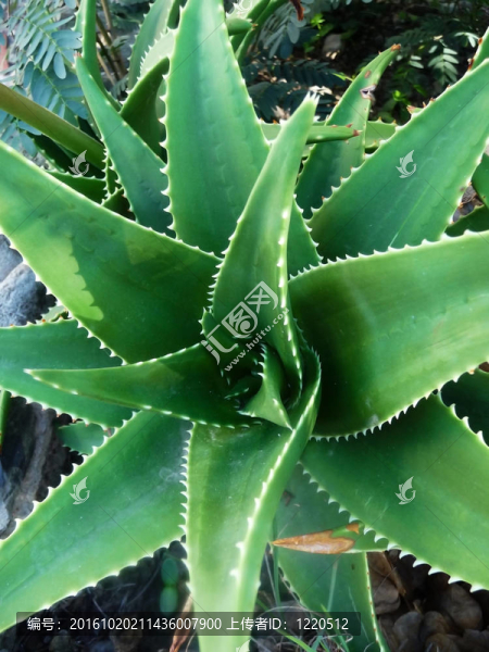 特寫(xiě)Aloe,Vera