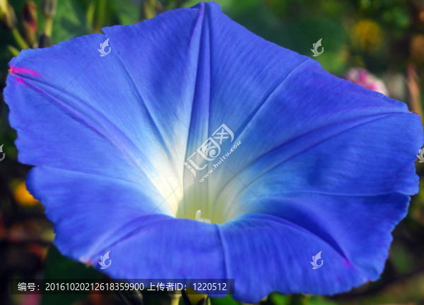 藍(lán)色的牽牛花Ipomea
