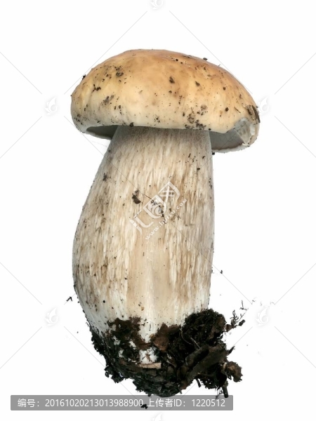 蘑菇。CEP。