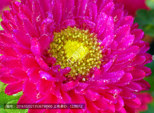 粉紅菊花Daisy,Flower