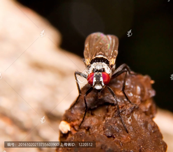 brown,Horsefly坐在一只猴子滴