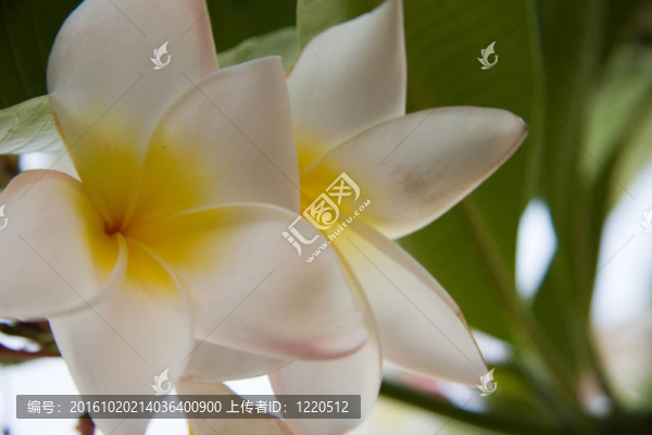 白色的雞蛋花