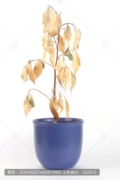 干燥后的植物