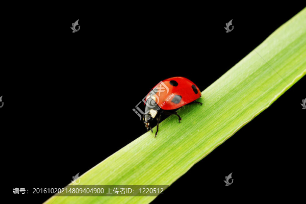 瓢蟲孤立在黑