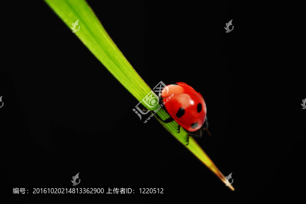 瓢蟲孤立在黑