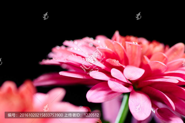 紅菊花黑