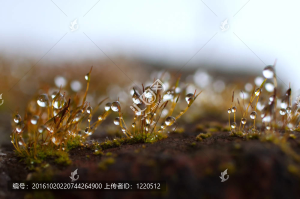 滴