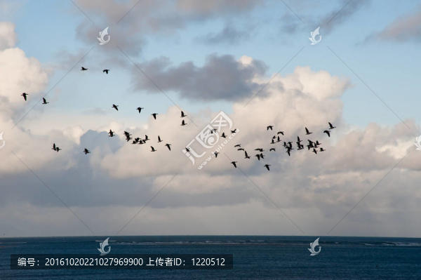 雁行