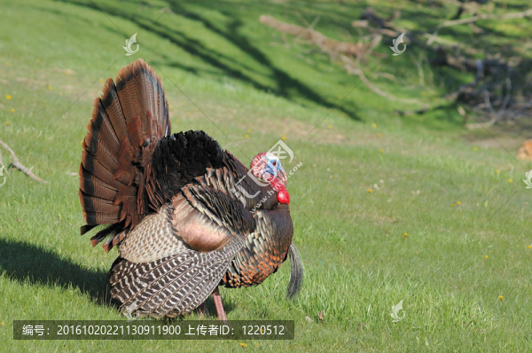 野火雞（Meleagris,gallopavo）