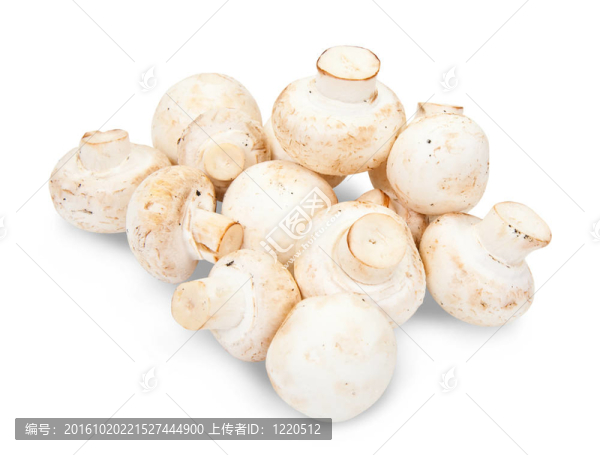 香菇蘑菇