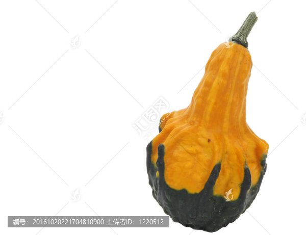 白色的Gourd