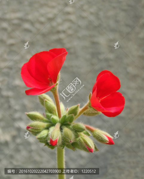 天竺葵莖