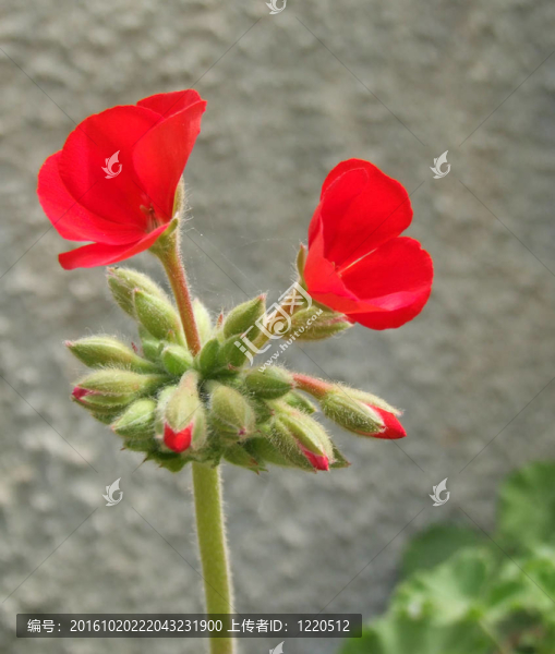 天竺葵莖