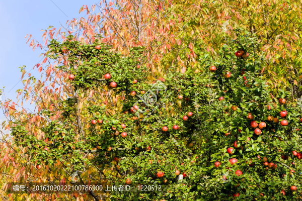 蘋果樹配紅蘋果