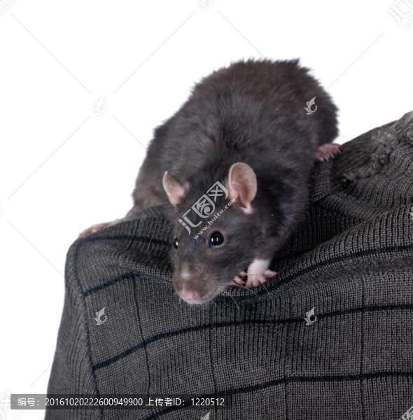 肩鼠
