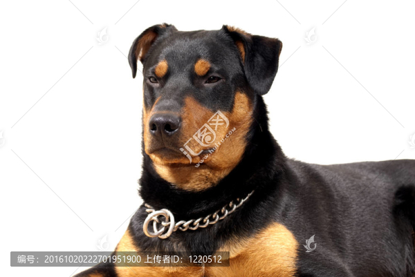 可愛的羅威納狗