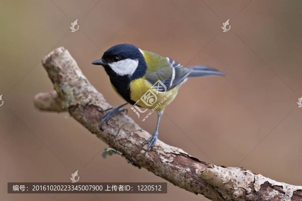 大山雀Parus,major；