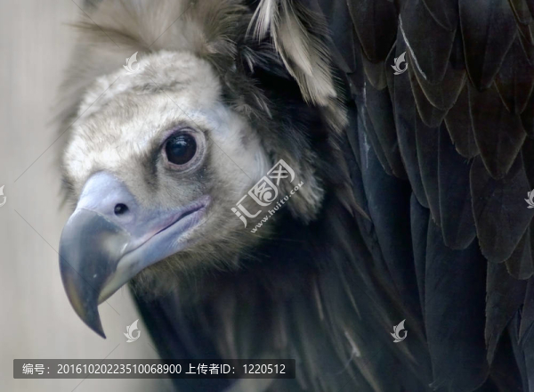 對(duì)一個(gè)模糊的自然背景雕頭像