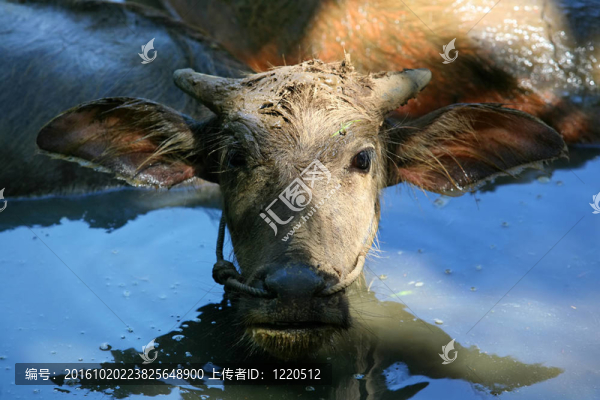水牛