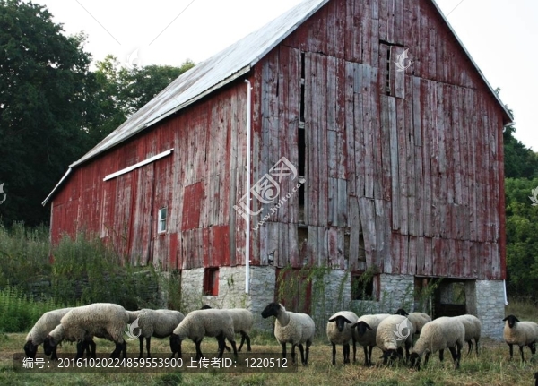 Sheep,Barn