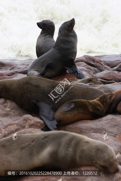 Brown,Fur,Seal（學(xué)名Arctocephalus,pusillus）
