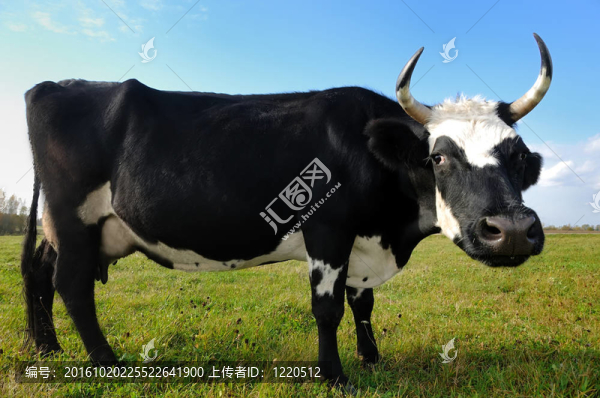 黑母牛的草綠色的牧場(chǎng)