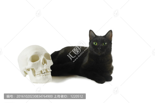 人類頭骨黑貓