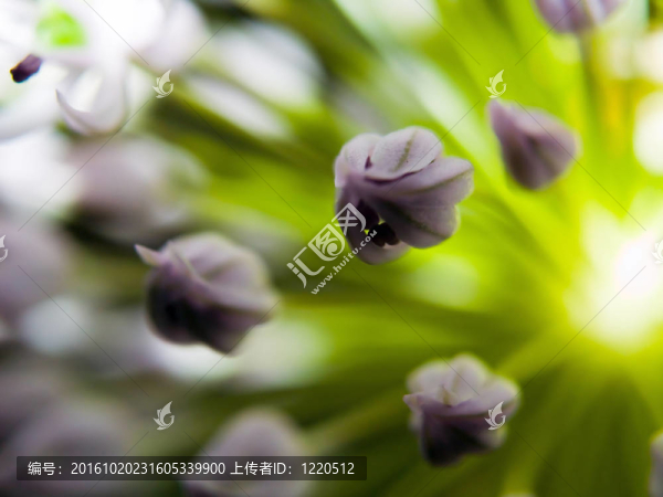 盛開的韭花大特寫