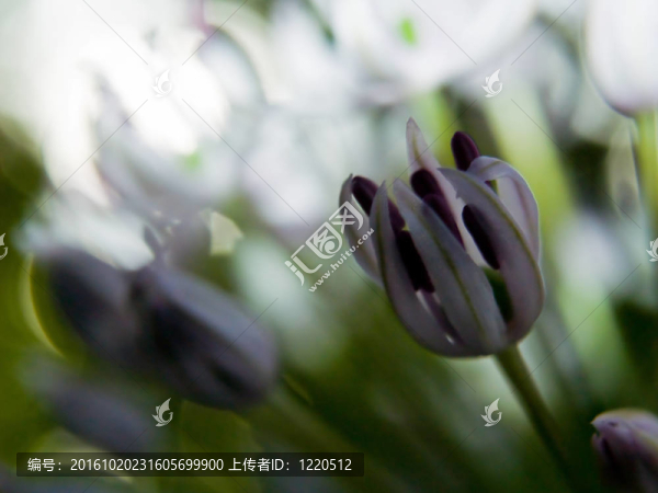 盛開的韭花大特寫