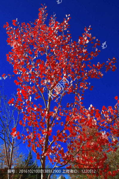 紅楊