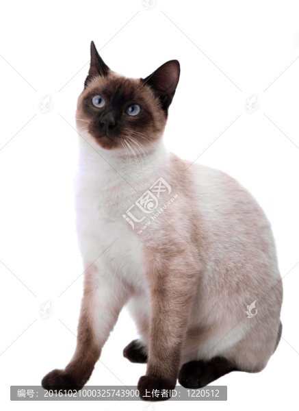 白色的貓