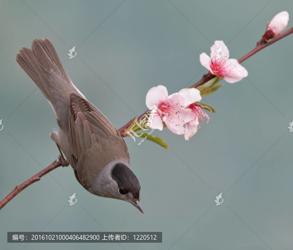 黑；Sylvia,atricapilla
