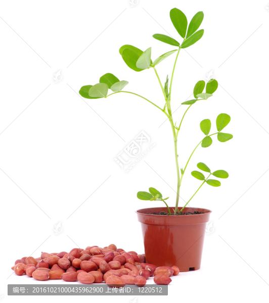 花生（？脊柱）種子發(fā)芽