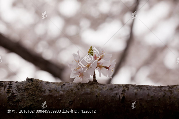 單枝櫻花
