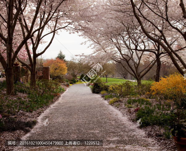 櫻花花瓣落在路上