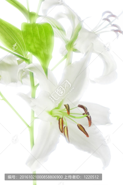 孤立的白百合