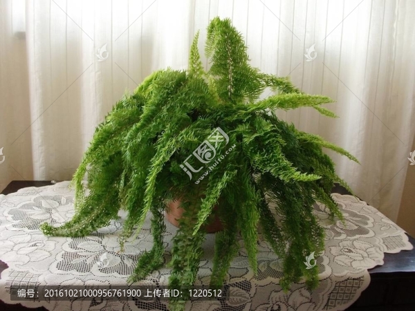 綠色室內(nèi)植物