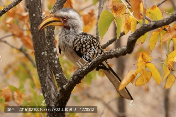 黃嘴犀鳥(niǎo)