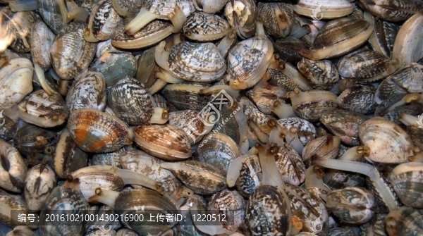 堆的軟體動物