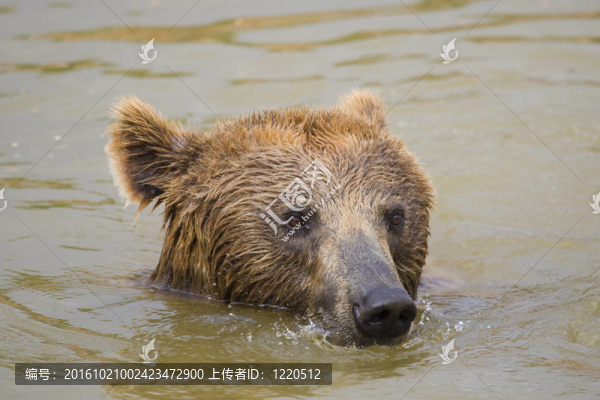 熊游泳