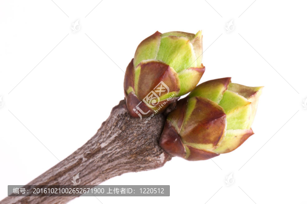 芽紫丁香