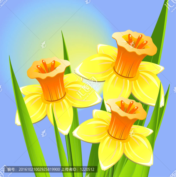 水仙花在藍色背景的花束