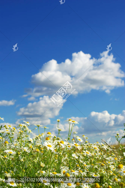 camomiles花