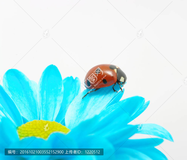 瓢蟲在花