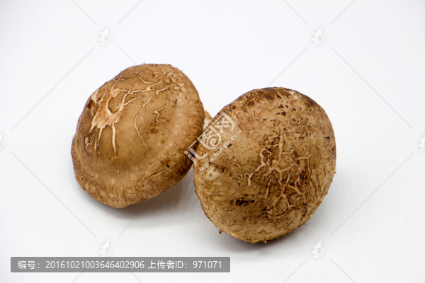 香菇