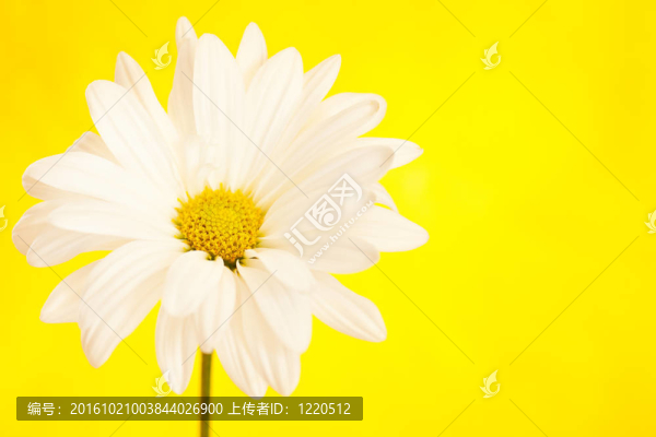 黃色的雛菊