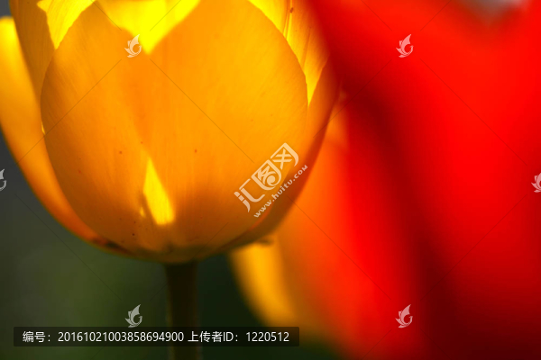 花的背景