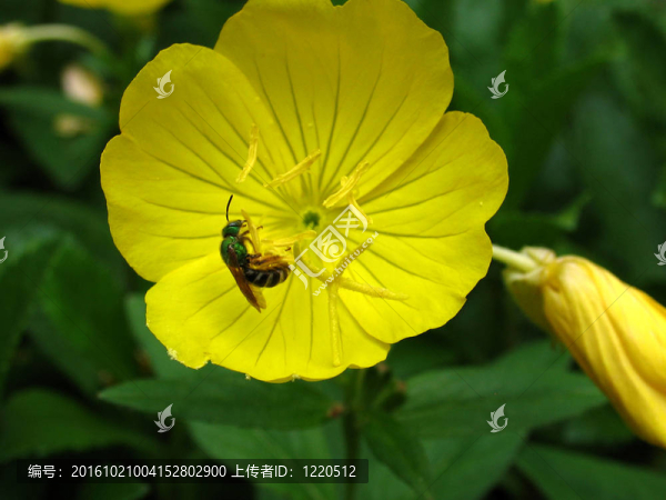 黃綠翠蜂