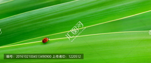 在綠色的樹(shù)葉上的瓢蟲(chóng)