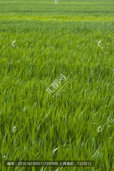 草